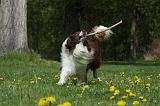 BORDER COLLIE 899